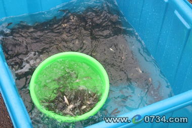 840萬(wàn)尾魚(yú)苗入母親河 以生態(tài)養(yǎng)殖促水質(zhì)凈化與漁業(yè)可持續(xù)發(fā)展